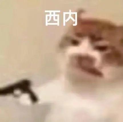 网络用语西内是什么意思?西内出自哪里?